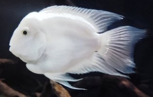 Platinum Parrot Cichlide19